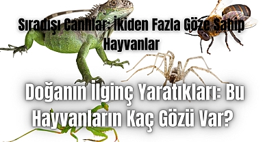 Doğanın İlginç Yaratıkları: Bu Hayvanların Kaç Gözü Var? 