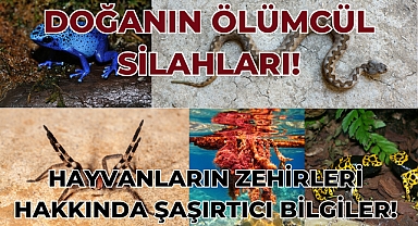 Hayvanların Zehirleri Hakkında Bilmeniz Gereken 5 Şaşırtıcı Bilgi 