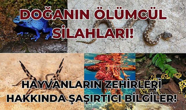 Hayvanların Zehirleri Hakkında Bilmeniz Gereken 5 Şaşırtıcı Bilgi