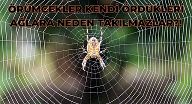 Örümcekler Niçin Kendi Ördükleri Ağa Takılmazlar?!