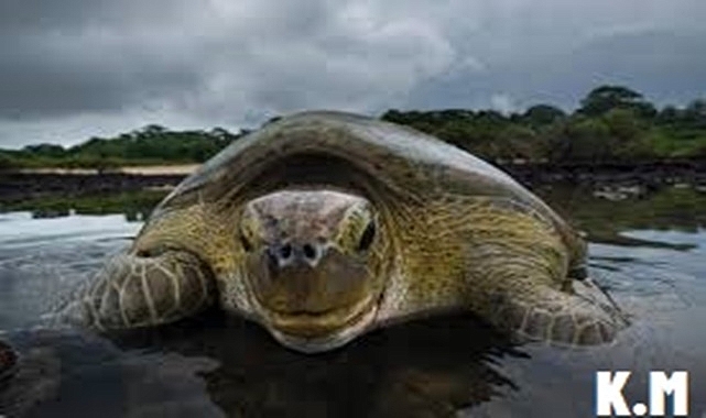 A Natural Paradise: Poilão Island, Where Thousands of Turtles Flock