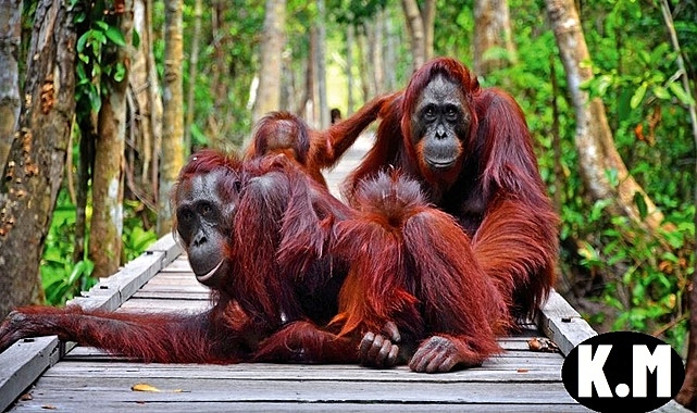 How to Get to Tanjung Puting National Park