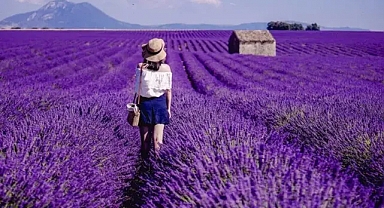 Bridestowe Lavender Estate: A Fragrant Journey Through Tasmania’s Most Iconic Lavender Fields